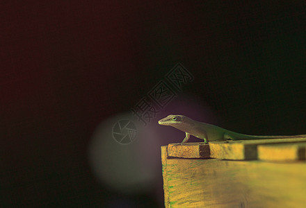 绿色阿诺尔 阿诺利斯卡罗宁森蜥蜴变色龙图片