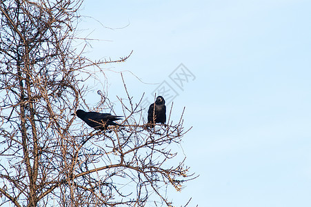 乌鸦在树上荒野森林天空野生动物蓝色树干腐肉羽毛公园环境图片
