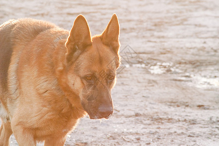 孤独的德国牧羊人警卫保镖公园毛皮友谊犬类乐趣舌头安全小狗图片