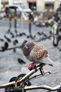 单鸽子坐在红色自行车钟上背景图片