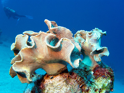 热带海 水下带有软珊瑚和潜水器的珊瑚礁背景图片