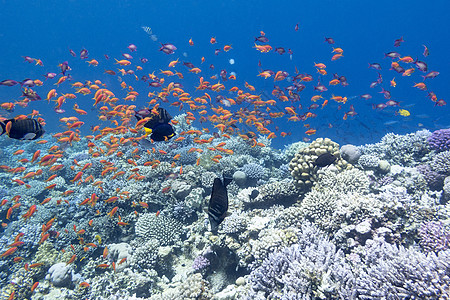 热带海中含有外来鱼群的珊瑚礁和稀有鱼类图片