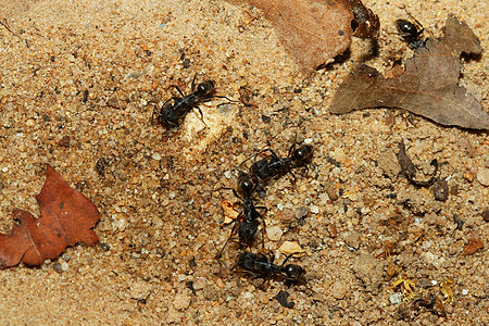 森林中的黑蚁群力量绿色昆虫社会蚂蚁野生动物动物群天线漏洞环境图片