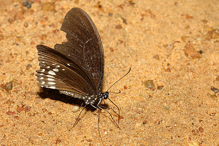 沙子上的棕蝴蝶绿色白色翅膀叶子野生动物团体棕色黄色昆虫黑色图片