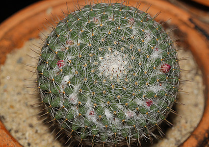 特写仙人掌花园植物异国白色植物学情调球形叶子植物群生长图片