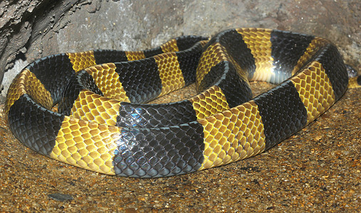 动物园中的Krait蛇皮图片