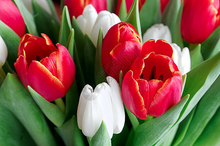 红色和白色郁金香植物群花束图片