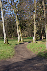 右或左生活树木小路踪迹森林背景图片