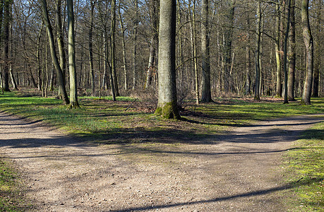 右或左生活树木踪迹森林小路背景图片