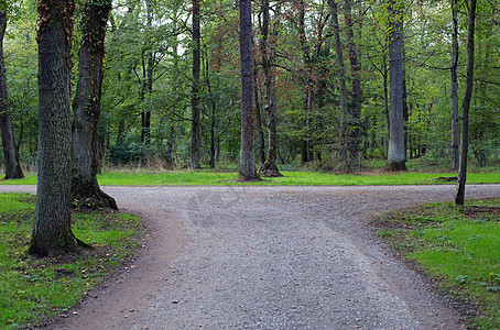 右或左踪迹树木森林生活小路背景图片