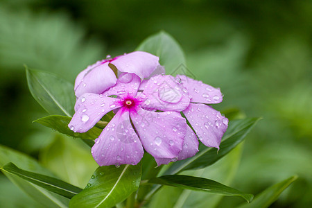 加泰兰特胡斯玫瑰上的滴滴桃金娘草地宏观草本植物花园水滴美丽园艺紫色热带图片