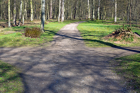 右 左或直树木生活小路森林穿越踪迹背景图片