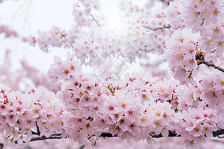 樱桃花和柔软的焦点 香草季节 在科瑞亚 背景水果植物学压痛樱花花园节日植物群图片