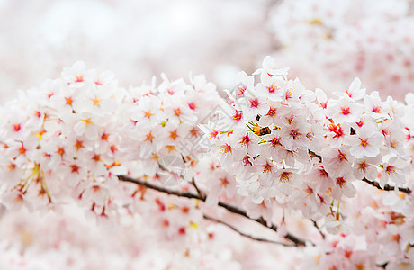 樱桃花和柔软的焦点 香草季节 在科瑞亚 背景节日植物群水果花园压痛樱花植物学图片