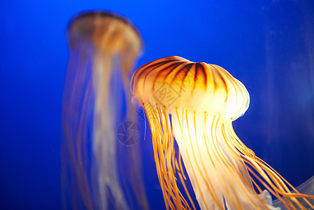 温哥华水族馆橘子水母橙子异国危险海洋学触手辉光荒野热带生物生活背景