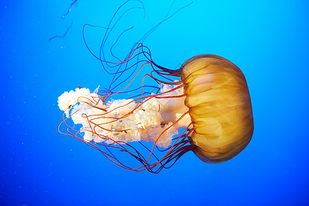 温哥华水族馆橘子水母热带荒野生物情调水族馆野生动物触手海洋学褐藻动物背景