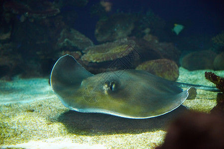 水下漂浮的曼塔射线野生动物蓝色荒野生活潜水动物水族馆阳光热带吸盘埃及高清图片素材