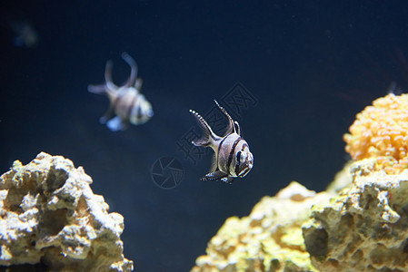 温哥华水族馆珊瑚礁附近热带鱼类水族馆蝴蝶异国海绵呼吸管荒野殖民地海洋生活旅行背景