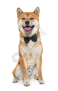 年青的伊努小狗宠物动物男性工作室棕色衣领领结图片