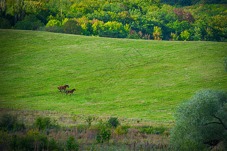 两匹马骑在绿草地上木头晴天国家蓝色场景天气环境植物农村阳光图片