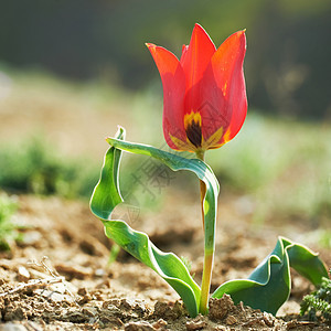 美丽的红色野生郁金香旅行植物草地荒野花瓣场地花园农场植物学季节图片