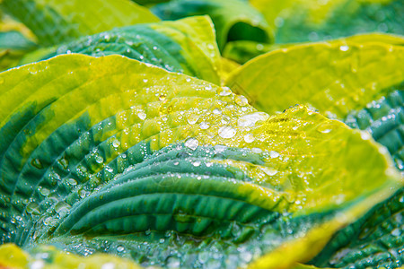 带水滴的绿叶生活气泡环境宏观反射生长玉簪叶子植物植物群图片