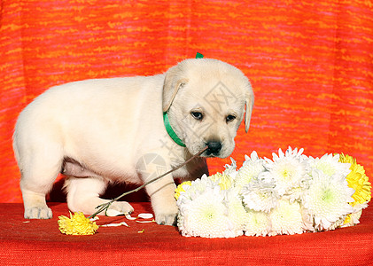 橙色背景的好拉布拉多小狗喜悦红色朋友桌子孩子宠物猎犬黄色幸福图片