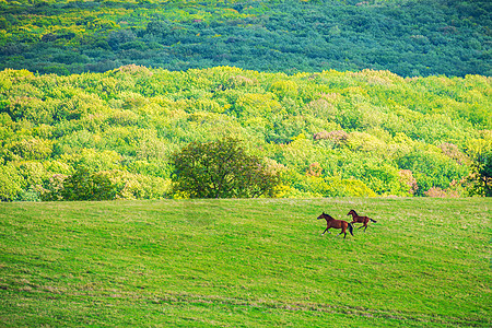 两匹马骑在绿草地上森林晴天场景国家季节牧场农村公园环境农场图片