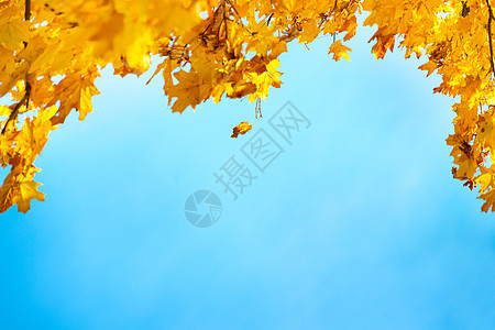 金 黄和橙叶橙子树叶森林植物季节金子生长蓝色叶子公园图片