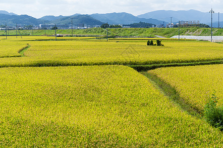 Paddy 茉米稻田图片