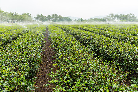 配有喷水灭水系统的茶叶种植田图片