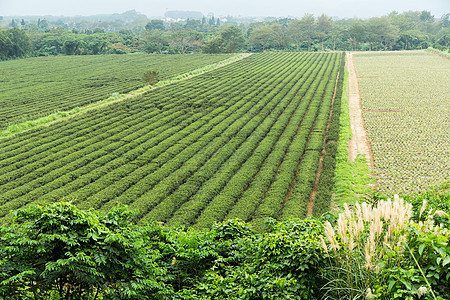 茶叶种植农田图片