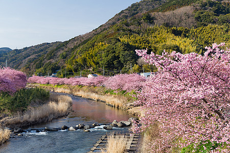 粉红樱花 石冈日本的Kawazu樱桃树图片