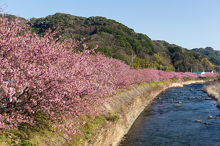 樱花和河图片