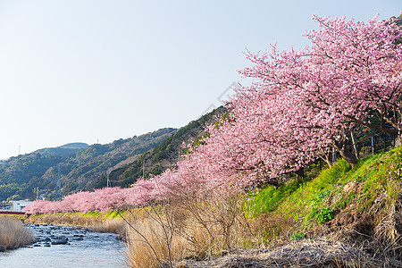 花泽和美丽的樱桃图片