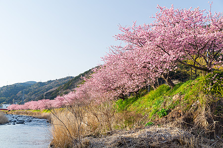 樱和河村庄花瓣人行道蓝色荒野阳光公园植物晴天天空图片