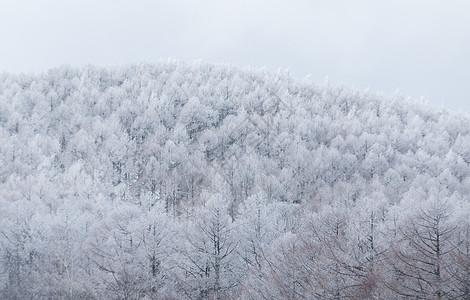 有雪山的树图片