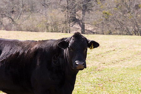 奶牛环境土地奶制品天空农场农田草原牛肉家畜动物图片