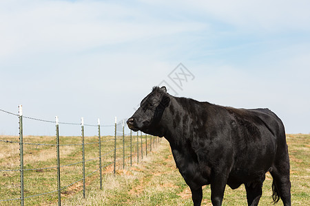奶牛环境牛奶长角牛家畜场地土地农场草原奶制品牧场图片