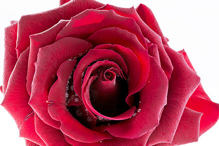 在白色背景上隔离的单冻红玫瑰花 白色背景图片