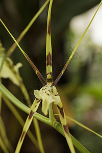 蜘蛛兰花花园黄色斑点情调房子植物芸苔异国图片