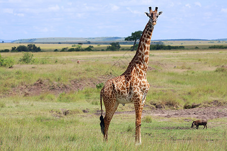马赛马拉国家公园的长颈鹿Kenya国家公园马拉旅行大草原动物荒野草原哺乳动物野生动物图片