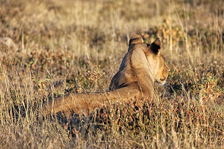 躺在伊托沙国家公园Kenya的灌木丛中的狮子图片