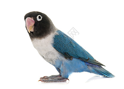 蓝蓝色马马克的爱鸟工作室鸟笼鹦鹉宠物热带动物蹦极蓝色背景图片