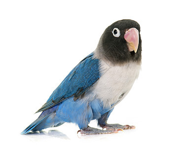蓝蓝色马马克的爱鸟动物热带蓝色蹦极鹦鹉工作室宠物鸟笼背景图片