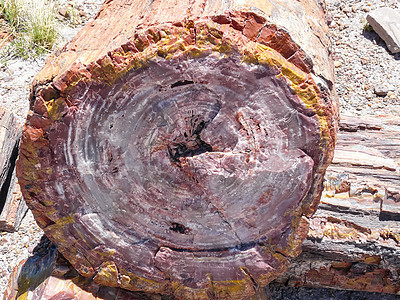 石化森林国家公园中的铁板木矿物质地质学水晶岩石风景木头沙漠树木化石国家图片