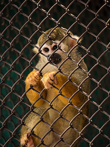 铁笼里的松鼠猴子鼠属白色哺乳动物动物园野生动物荒野图片