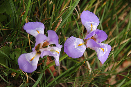 野兰花植物群花瓣兜兰花序植物宏观植物学花朵荒野花束图片