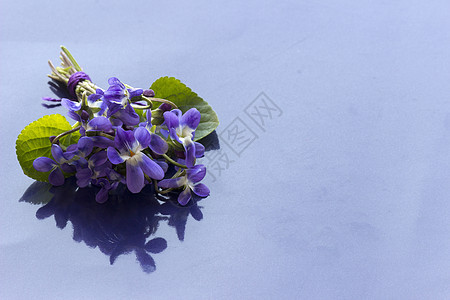 紫花花花瓣草本叶子花园季节荒野花束野花植物植物学图片