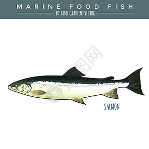 鲑鱼 海洋食物鱼类盐水海鲜钓鱼标签罐装野生动物插图银色绘画动物群图片